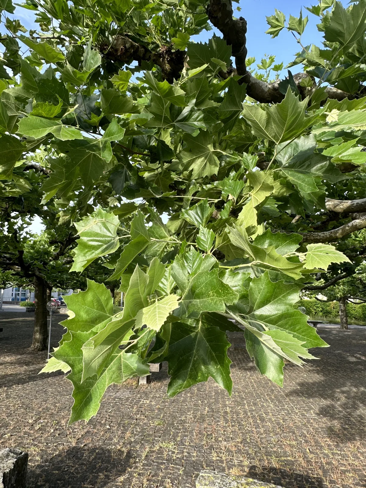 Die Blätter der Platanen sind Ahornblättern äusserst ähnlich. Blätter hängen von Bäumen, während Sonnenlicht auf sie strahlt.